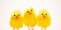 Easter_Chick_12BR